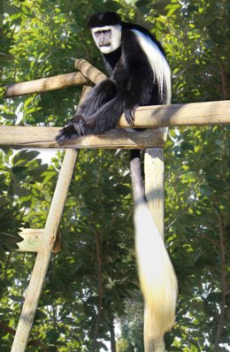Archivo - Gibones, macacos, monos ardilla y titís, protagonistas de Selwo Aventura y Marina en el Día de los Primates