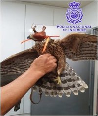 Policía Nacional y Local de Medina recuperan un Azor tras impactar el ave con la cristalera del Centro de Salud