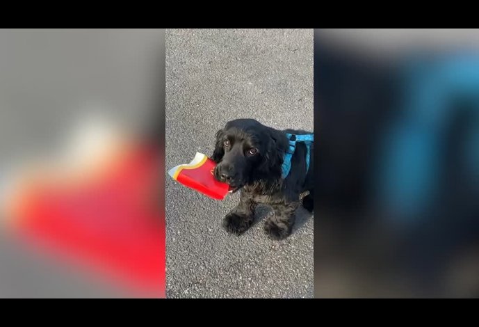 Este perro se ha tomado muy en serio lo del reciclaje: mira lo que hace durante los  paseos