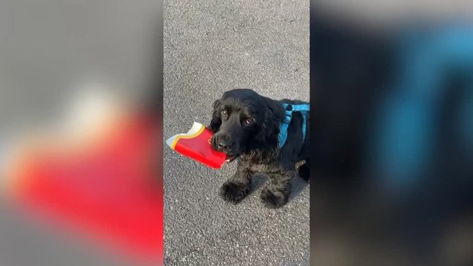 Este perro se ha tomado muy en serio lo del reciclaje: mira lo que hace durante los  paseos