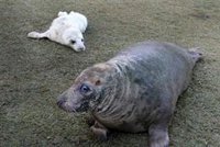 La Fiscalía investigará el minizoo de La Magdalena tras la denuncia de DEAN