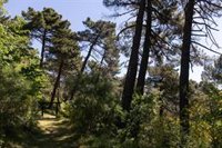 La exposición a la variabilidad de la temperatura en el pasado puede ayudar a los bosques a afrontar el cambio climático