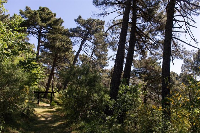 Archivo - Una senda del Arboreto de Luis Ceballos, a 26 de mayo de 2022, en San Lorenzo de El Escorial, Madrid (España). 