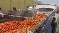 La Tomatina prepara las 130 toneladas de tomate "a punto" para la batalla en las calles de Buñol