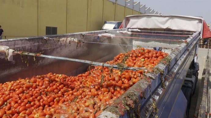 La Tomatina prepara su regreso a las calles de Buñol, dos años después, con 130 toneladas de tomate