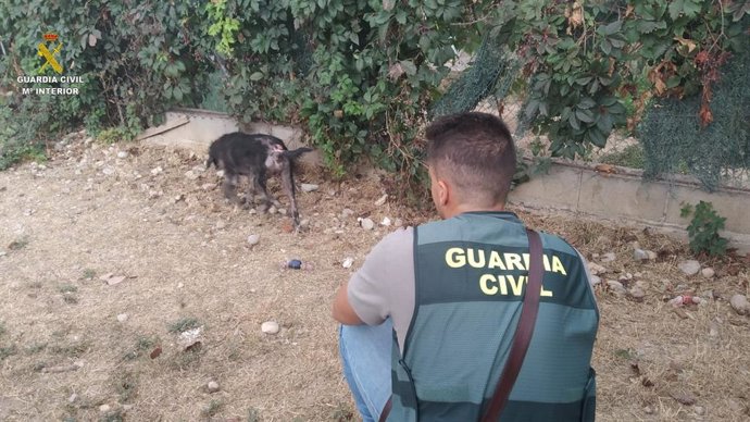 Imatge d'un dels gossos trobats a Llers (Girona)