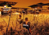 La Guardia Civil desmantela un invernadero con 660 plantas de marihuana en un chalet de San Javier (Murcia)