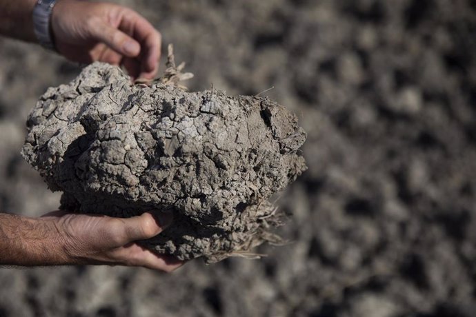 Tierras de cultivo de arroz en la provincia de Sevilla sin sembrar a causa de la sequía. 