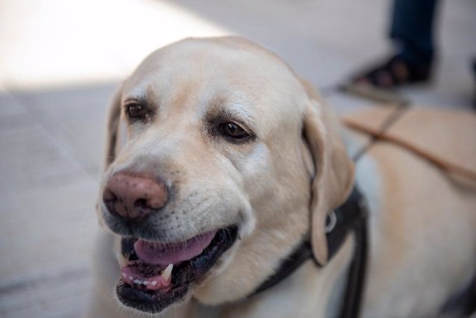 Perro de asistencia