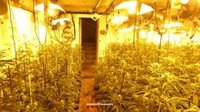 Intervenidas 513 plantas de marihuana en Sant Pere de Vilamajor (Barcelona)