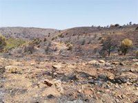 La restauración de Sierra de Gádor (Almería) tras el incendio de 2019 marcha "a buen ritmo" con las primeras actuaciones