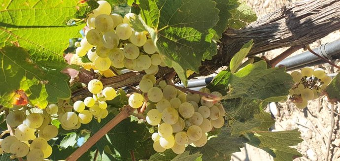 Recogida de la uva en vendimia de Bodega Pirineos