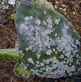 Tunera afectada por la cochinilla mexicana