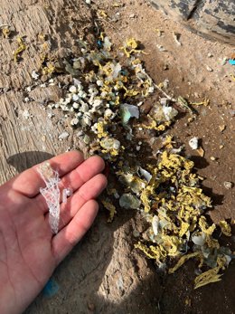 Microplásticos ingeridos por las tortugas que se recuperan en el centro de La Tahonilla
