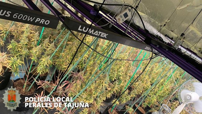 La Policía Local de Perales detiene a cinco personas y desmantela un invernadero con 280 plantas de marihuana