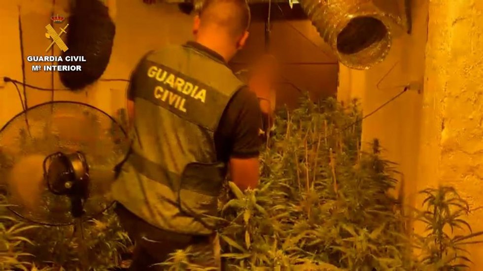 Detenida una persona e incautadas más de 200 plantas de marihuana en una finca