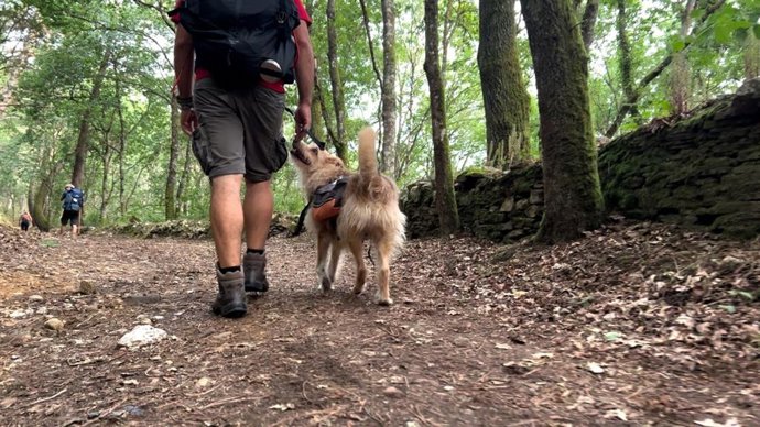 Archivo - Un peregrino hace su ruta acompañado por su perro