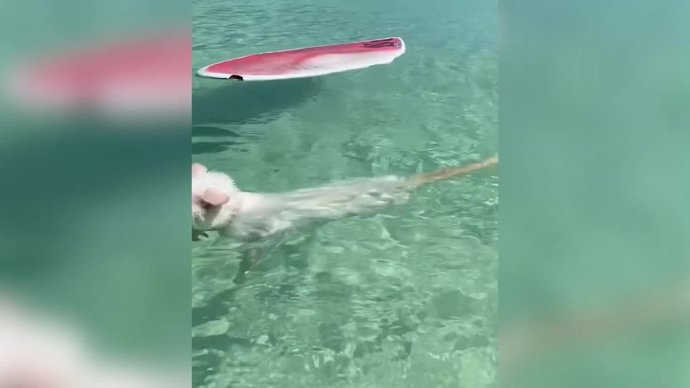 Este es Rusty, el gato al que le gusta el agua y navegar