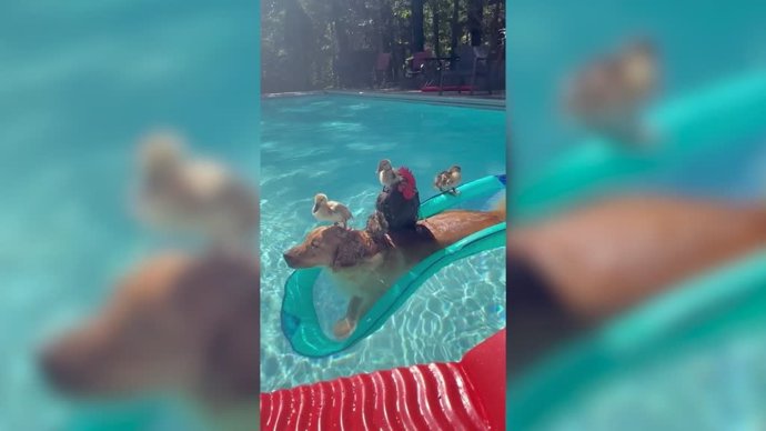Lo nunca visto: este perro nada en la piscina junto a unos patos