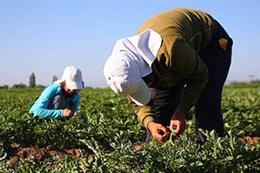 Trabajadores agricolas