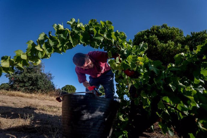 Un trabajador recoge uvas en el campo durante la vendimia