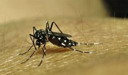 Archivo - Mosquito transmisor del dengue