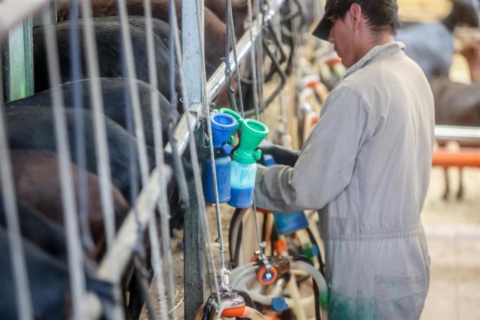 Un trabajador ordeña una cabra.