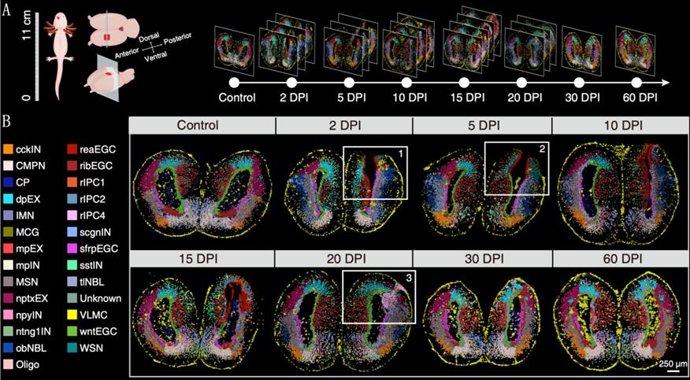 Imagen de un atlas espaciotemporal unicelular.