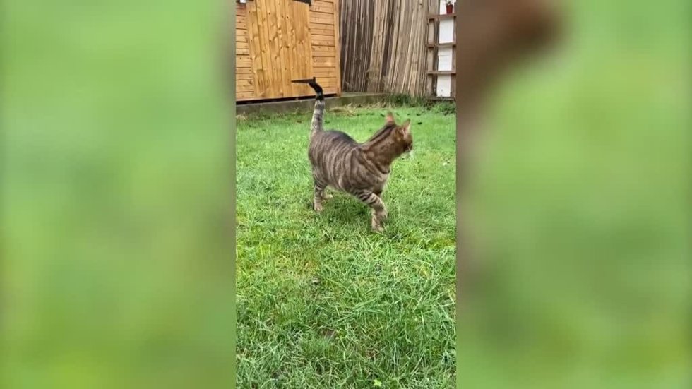 Esta mujer encontró a un gato ciego y lo adoptó para darle una nueva vida