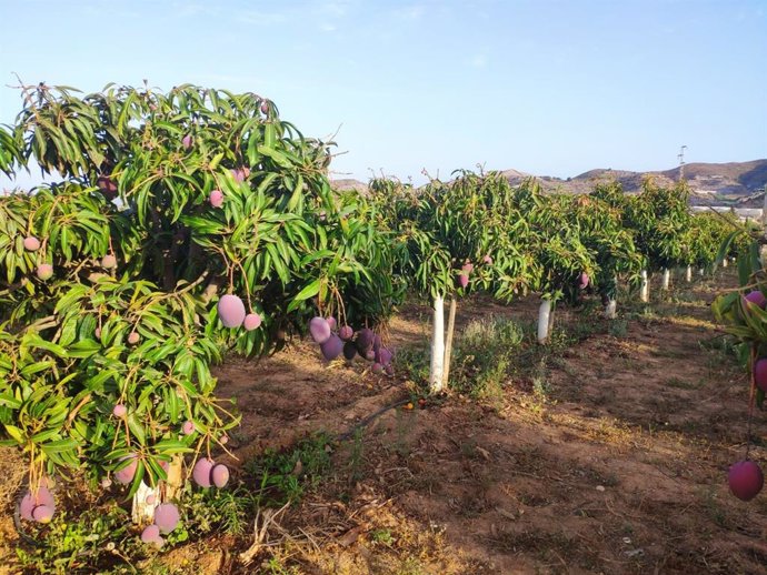 Cultivo de mango en La Nacla-Puntalón