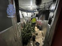 Dos detenidos por cultivo y venta de marihuana en una vivienda de Dos Hermanas (Sevilla)