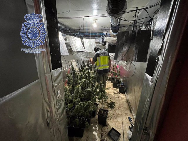 La Policía localiza un cultivo de marihuana en el interior de una vivienda de Dos Hermanas.