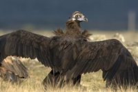 La colonia de buitre negro de Rascafría (Madrid), entre las 7 más grandes de España