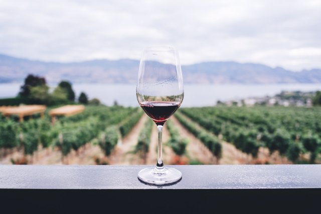 Una copa de vino en un viñedo