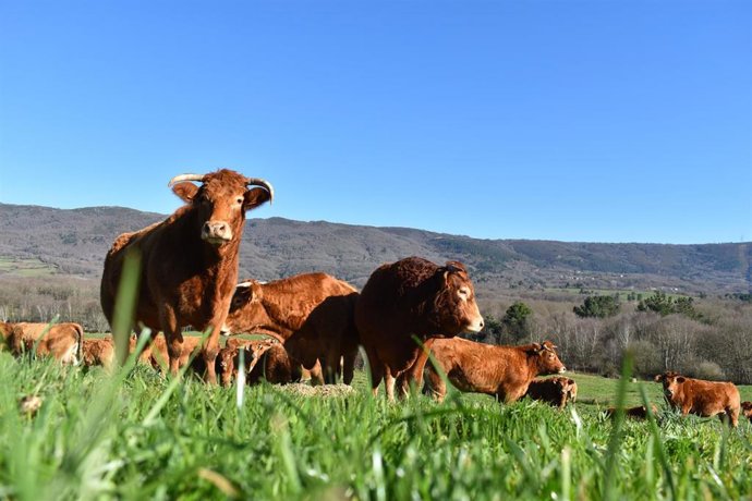 Archivo - Rumiantes .