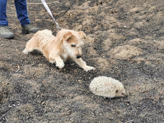 Imagen del perro 'Willow' rescantando a un erizo.