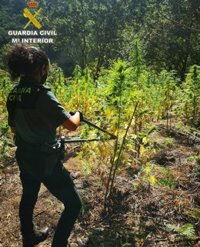 Desmantelan en Cerdedo-Cotobade (Pontevedra) una de las mayores plantaciones de marihuana en Galicia