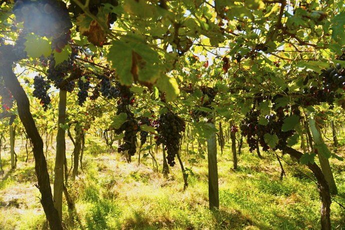 Archivo - Dos destinos increíbles para hacer enoturismo en Brasil