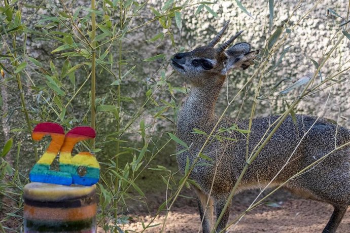 El único saltarrocas de Europa cumple 26 años en BIOPARC Valencia