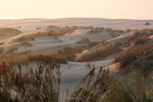 Archivo - Espacio Natural Doñana (Foto de archivo)