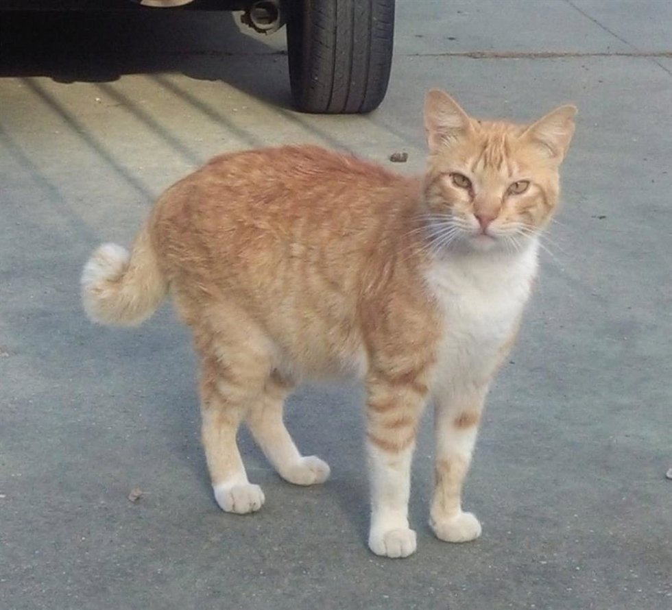 Archivo - Un gato callejero 