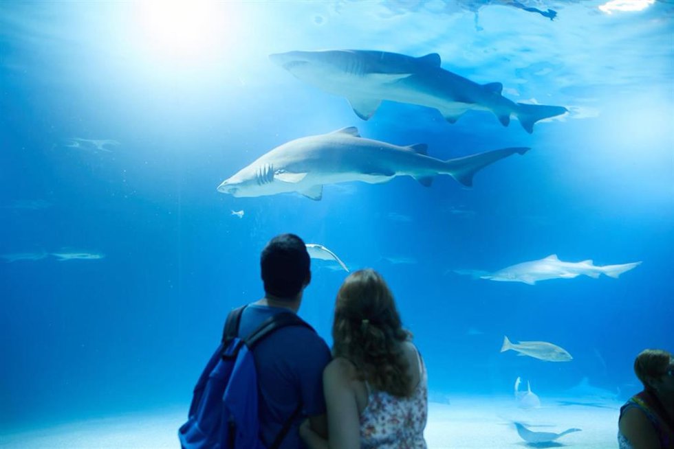 Archivo - Una pareja de visitantes en l'Oceanogrfic