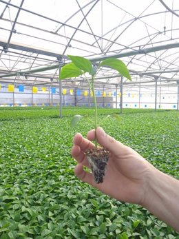 Plantón de tomate en un invernadero de Almería