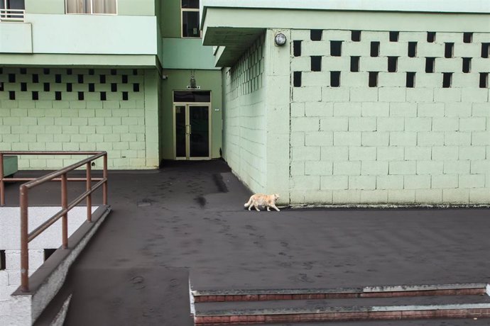 Archivo - Un gato camina por una vía cubierta de ceniza en Puerto Naos