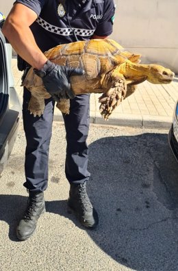 Ejemplar de tortuga Sulcata rescatado por la Policía Local de Coria del Río.