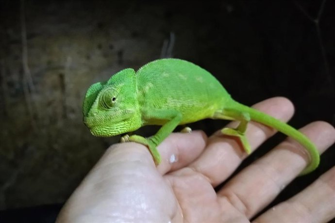 Ejemplar de camaleón común en Islantilla.