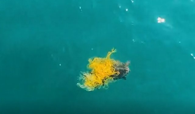 Un dron de la Generalitat ha salvado a una tortuga marina caretta caretta en peligro de extinción