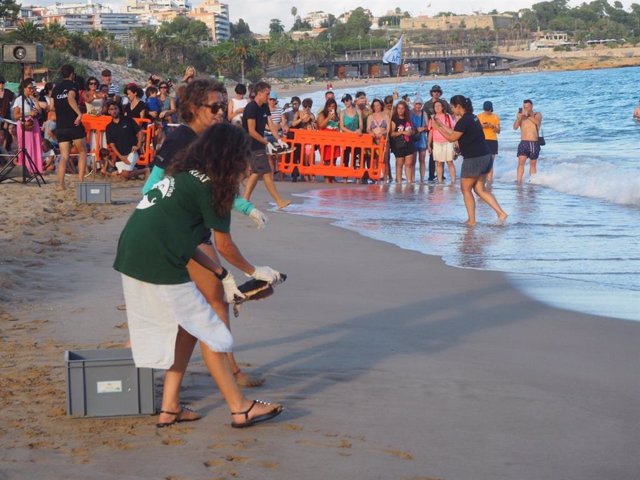 Acto de liberación de 22 tortugas bobas en la playa del Miracle de Tarragona