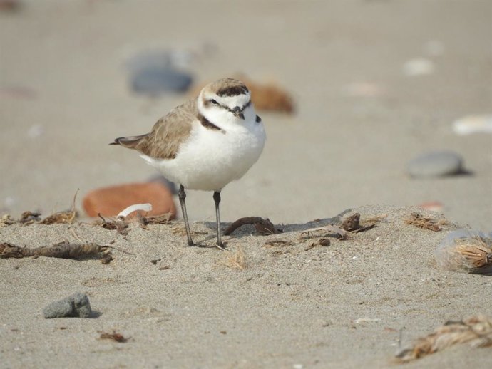 Archivo - Chorlitejo patinegro