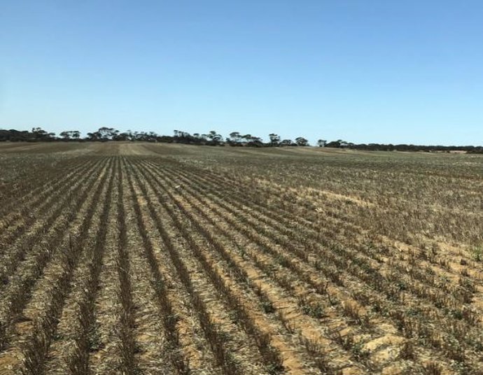 Campo abonado con compost de precisión